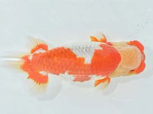 九州・山口 東脇行司 生田清一 佐賀 九州・山口 東脇行司 生田清一 佐賀