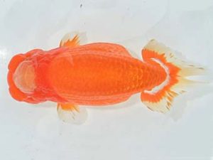 九州・山口 西脇行司 南 利幸 大分 九州・山口 西脇行司 南 利幸 大分