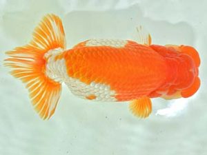 九州・山口 西大関 松尾克也 鳥栖みやき 九州・山口 西大関 松尾克也 鳥栖みやき