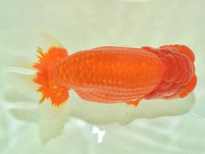 九州・山口 立行司 樋口繁暢 鳥栖みやき 九州・山口 立行司 樋口繁暢 鳥栖みやき