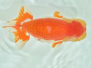 九州・山口 東取締 渕上健一 福岡 九州・山口 東取締 渕上健一 福岡