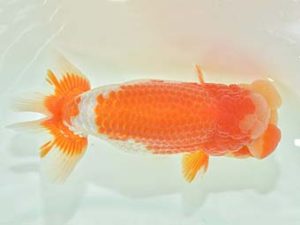 九州・山口 西取締 東 秀明 佐賀 九州・山口 西取締 東 秀明 佐賀