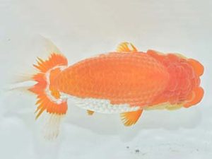 九州・山口 東関脇 高園信幸 佐賀 九州・山口 東関脇 高園信幸 佐賀