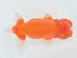 九州・山口 西関脇 浦田智和 佐賀 九州・山口 西関脇 浦田智和 佐賀