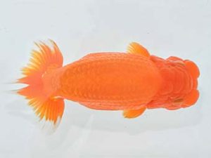 九州・山口 西小結 山下和代 佐賀 九州・山口 西小結 山下和代 佐賀