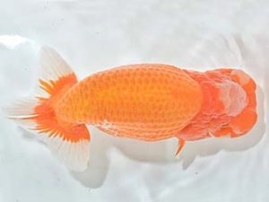 九州・山口 東大関 東 秀明 佐賀 九州・山口 東大関 東 秀明 佐賀