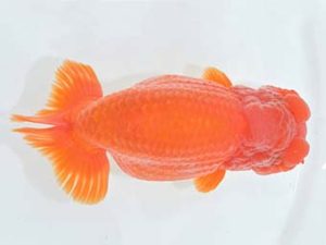 九州・山口 東勧進元 木本道白 福岡 九州・山口 東勧進元 木本道白 福岡