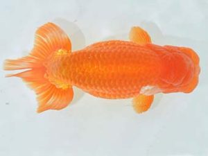 九州・山口 西勧進元 先崎 誠 宮崎 九州・山口 西勧進元 先崎 誠 宮崎