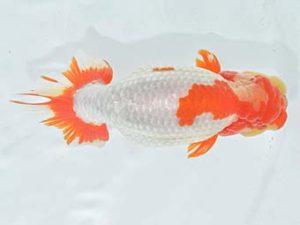 九州・山口 行司二 松田龍憲 宮崎 九州・山口 行司二 松田龍憲 宮崎