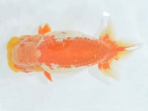 九州・山口 行司三 木本道白 福岡 九州・山口 行司三 木本道白 福岡