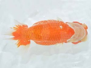 九州・山口 東脇行司 宮川宗治 宮崎 九州・山口 東脇行司 宮川宗治 宮崎