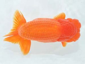 九州・山口 西脇行司 野田善洋 鳥栖みやき 九州・山口 西脇行司 野田善洋 鳥栖みやき