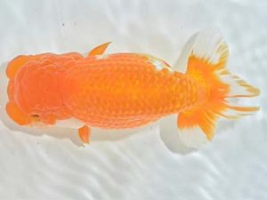 九州・山口 西大関 末永勝也 中九州 九州・山口 西大関 末永勝也 中九州