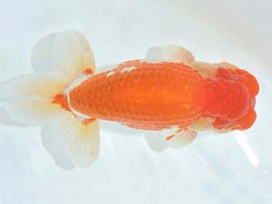 九州・山口 東取締 樋口繁暢 鳥栖みやき 九州・山口 東取締 樋口繁暢 鳥栖みやき