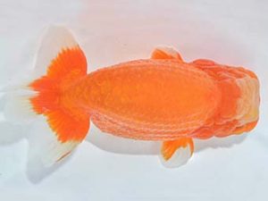 九州・山口 西取締 平 宏 福岡 九州・山口 西取締 平 宏 福岡