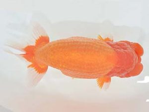 九州・山口 東関脇 波多江浩一 佐賀 九州・山口 東関脇 波多江浩一 佐賀