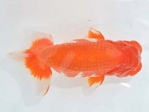 九州・山口 西関脇 平 宏 福岡 九州・山口 西関脇 平 宏 福岡