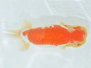 九州・山口 東小結 生田清一 佐賀 九州・山口 東小結 生田清一 佐賀