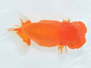 九州・山口 西小結 八木廣光 佐賀 九州・山口 西小結 八木廣光 佐賀