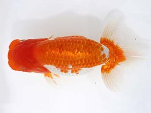 三郷らんちゅう会 東大関 篠塚賢治 三郷らんちゅう会 東大関 篠塚賢治