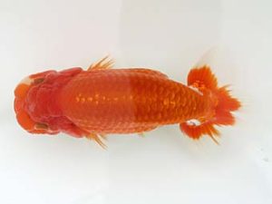 三郷らんちゅう会 勧進元一 飯岡正行 三郷らんちゅう会 勧進元一 飯岡正行