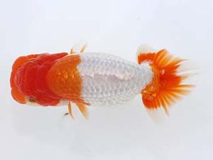 三郷らんちゅう会 勧進元二 鈴木正裕 三郷らんちゅう会 勧進元二 鈴木正裕