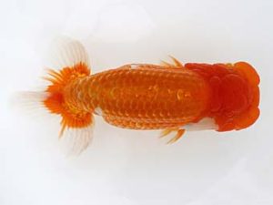 三郷らんちゅう会 行司一 篠塚賢治 三郷らんちゅう会 行司一 篠塚賢治