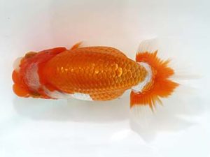 三郷らんちゅう会 行司二 中村芳雄 三郷らんちゅう会 行司二 中村芳雄