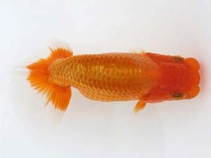 三郷らんちゅう会 行司三 中村芳雄 三郷らんちゅう会 行司三 中村芳雄