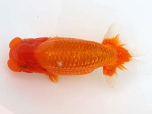 三郷らんちゅう会 脇行司二 飯岡正行 三郷らんちゅう会 脇行司二 飯岡正行