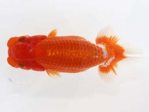 三郷らんちゅう会 岡戸雅邦 三郷らんちゅう会 西大関 岡戸雅邦