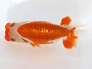 三郷らんちゅう会 立行司 中村芳雄 三郷らんちゅう会 立行司 中村芳雄