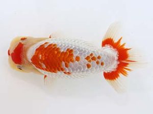 三郷らんちゅう会 取締一 篠塚賢治 三郷らんちゅう会 取締一 篠塚賢治