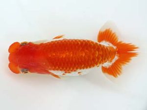 三郷らんちゅう会 取締二 金久保正博 三郷らんちゅう会 取締二 金久保正博