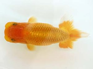 三郷らんちゅう会 東関脇 武川武文 三郷らんちゅう会 東関脇 武川武文