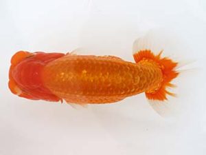 三郷らんちゅう会 西関脇 鈴木光秋 三郷らんちゅう会 西関脇 鈴木光秋