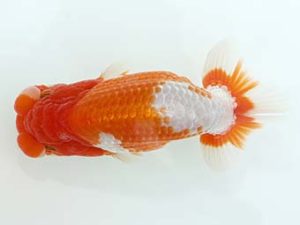 三郷らんちゅう会 東小結 篠塚賢治 三郷らんちゅう会 東小結 篠塚賢治