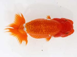 三郷らんちゅう会 西小結 岡戸雅邦 三郷らんちゅう会 西小結 岡戸雅邦