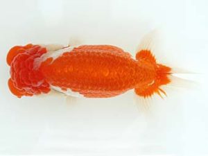 三郷らんちゅう会 東大関 篠塚賢治 三郷らんちゅう会 篠塚賢治