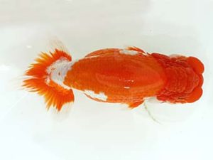 三郷らんちゅう会 西大関 岡戸雅邦 三郷らんちゅう会 西大関 岡戸雅邦