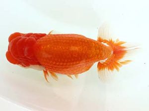 三郷らんちゅう会 立行司 萩原秀雄 三郷らんちゅう会 立行司 萩原秀雄