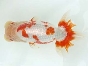 三郷らんちゅう会 取締一 篠塚賢治 三郷らんちゅう会 取締一 篠塚賢治