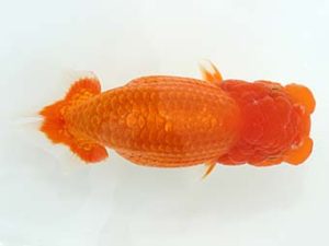 三郷らんちゅう会 取締二 萩原秀雄
三郷らんちゅう会 取締二 萩原秀雄