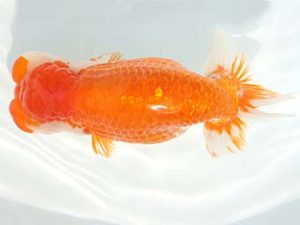 三郷らんちゅう会 東大関 篠塚賢治 三郷らんちゅう会 篠塚賢治