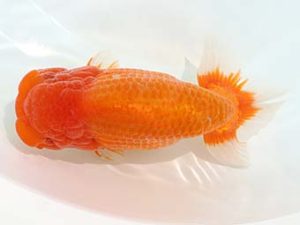 三郷らんちゅう会 西大関 篠塚賢治 三郷らんちゅう会 西大関 篠塚賢治