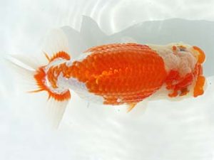 三郷らんちゅう会 立行司 金久保正博 三郷らんちゅう会 立行司 金久保正博