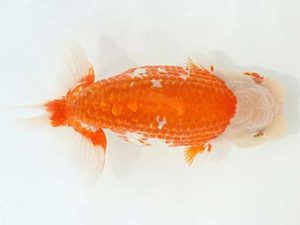 三郷らんちゅう会 取締一 飯岡正行 三郷らんちゅう会 取締一 飯岡正行