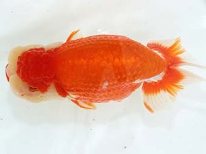 三郷らんちゅう会 取締二 岡戸雅邦 三郷らんちゅう会 取締二 岡戸雅邦