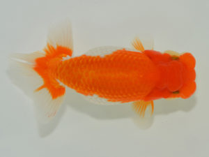 埼玉らんちう会　東大関　田巻洋一郎　さいたま市