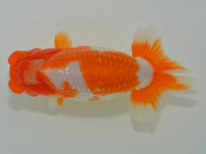 埼玉らんちう会　立行司　堀川竹虎　志木市